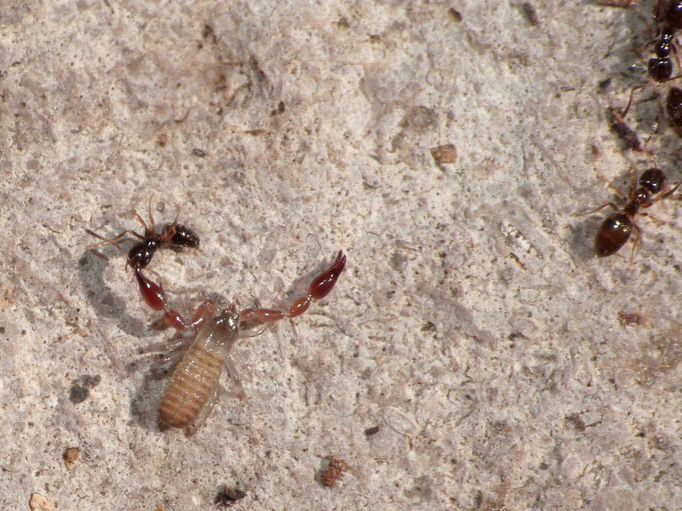 Cheliferoidea con preda (Plagiolepis sp. ) S. Severa (RM)